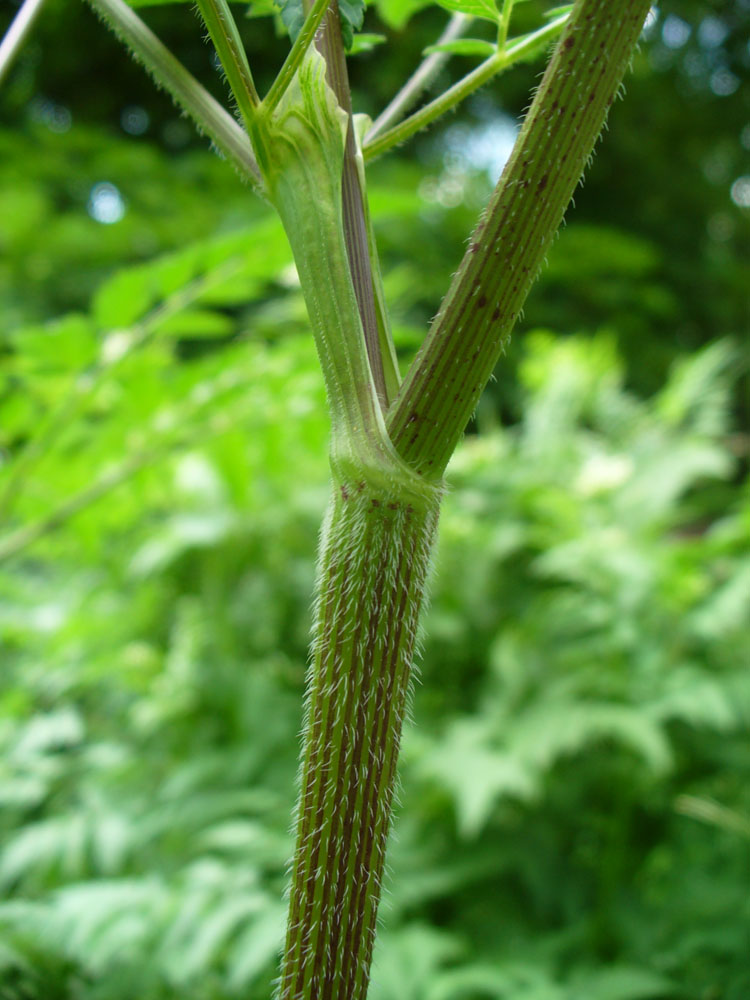 Изображение особи Anthriscus sylvestris.