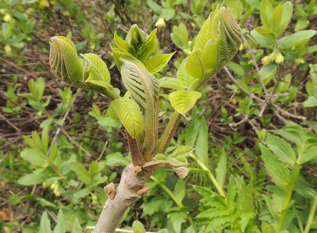 Изображение особи Juglans mandshurica.