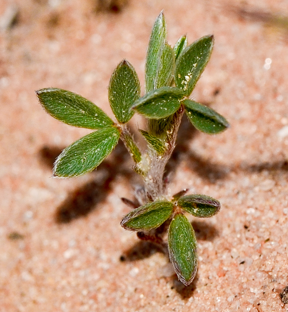 Image of Argyrolobium uniflorum specimen.