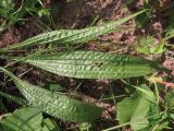 Plantago lanceolata