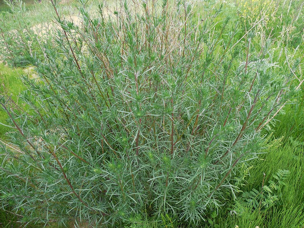 Image of genus Artemisia specimen.