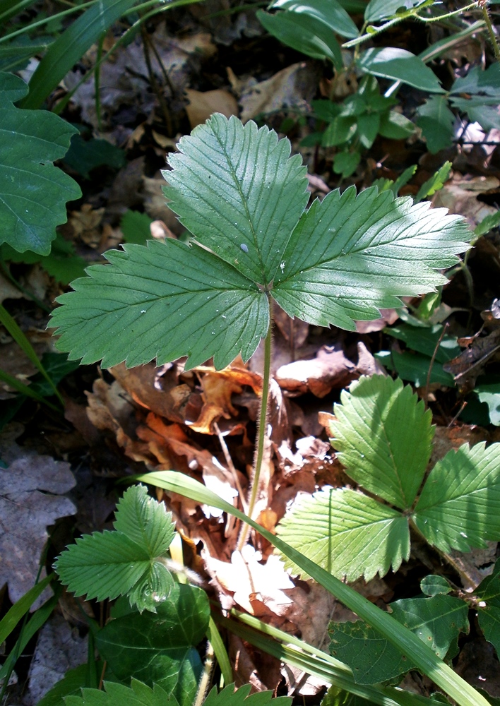 Image of genus Fragaria specimen.