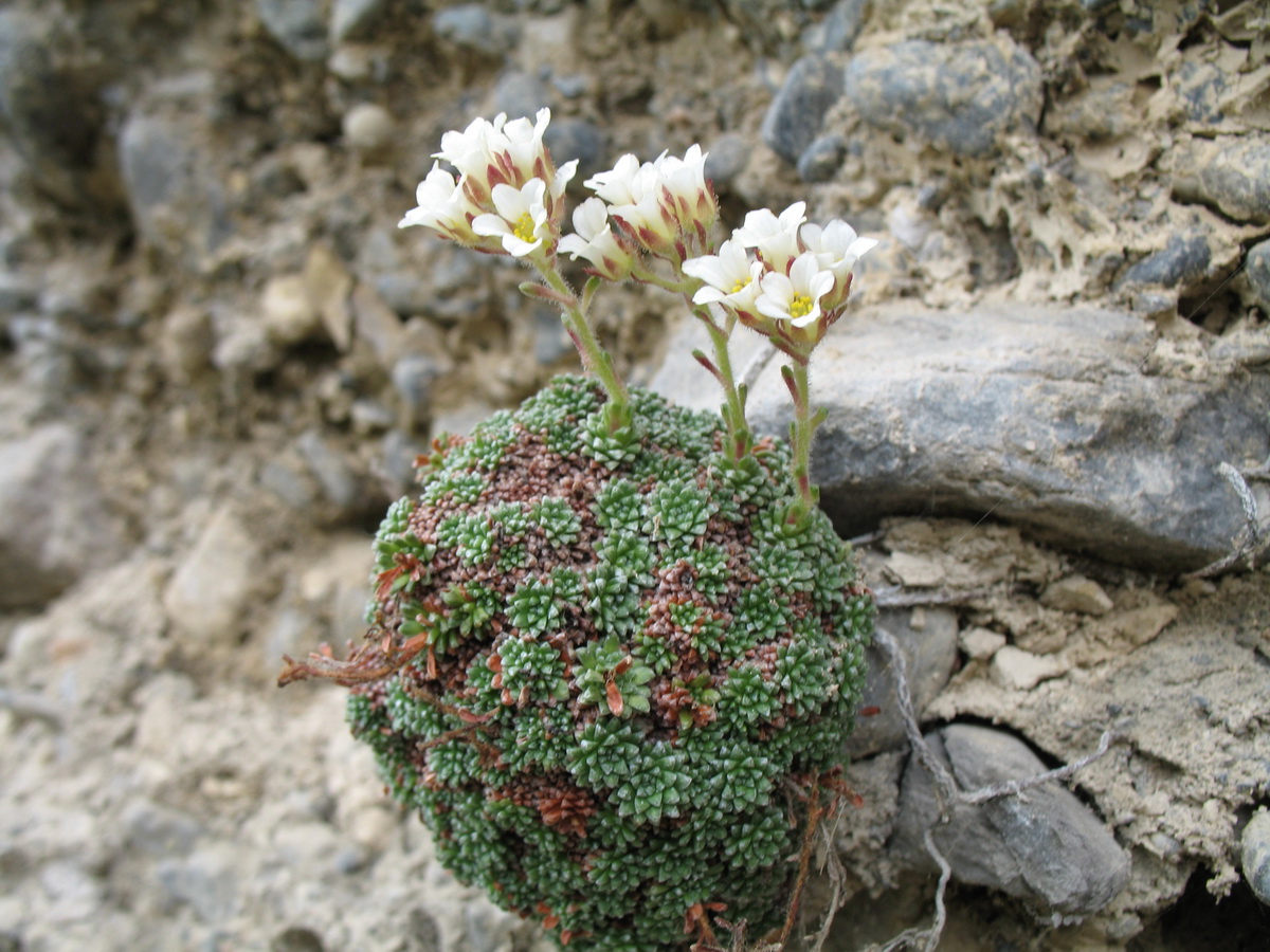 Image of Saxifraga alberti specimen.