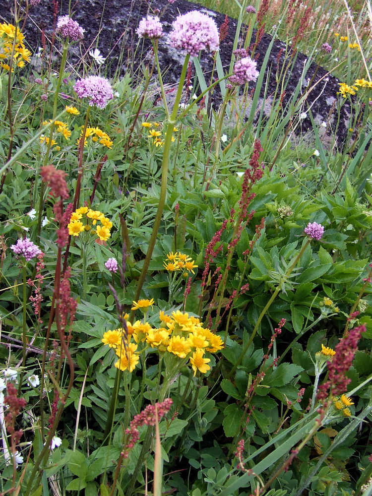 Image of Valeriana sambucifolia specimen.