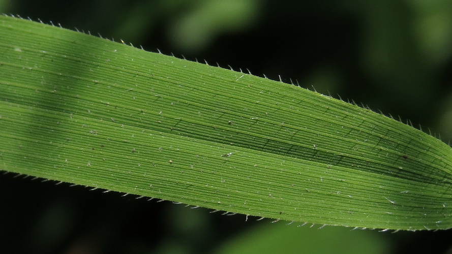 Изображение особи Leersia oryzoides.