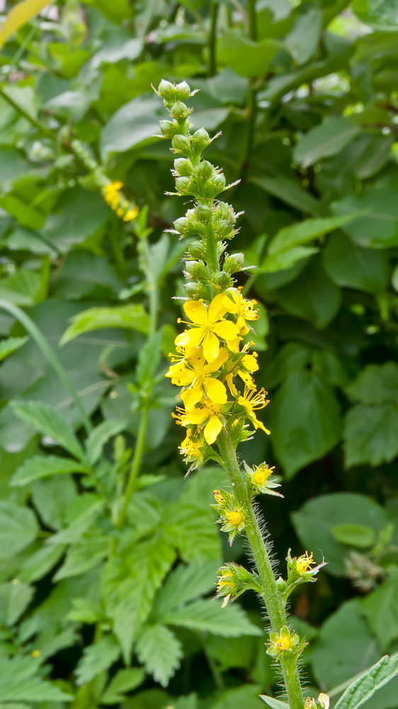 Image of Agrimonia pilosa specimen.