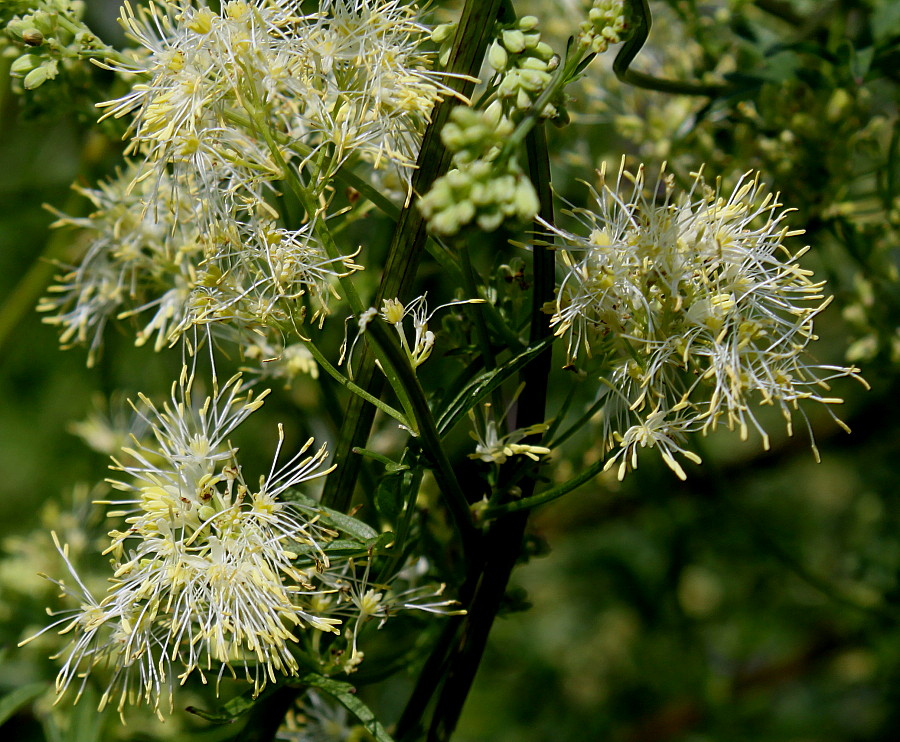 Изображение особи род Thalictrum.