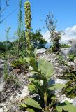 Verbascum thapsus. Плодоносящее растение. Республика Абхазия, Новый Афон, вершина Иверской горы. Август 2014 г.