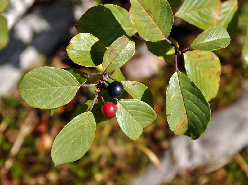 Изображение особи Frangula alnus.