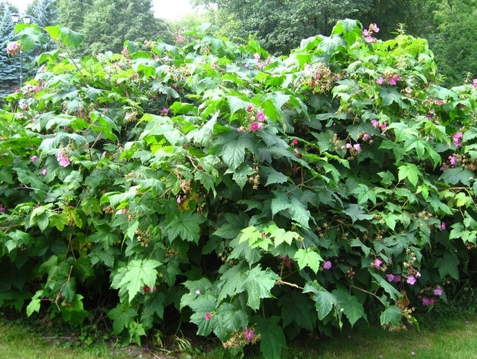 Изображение особи Rubus odoratus.