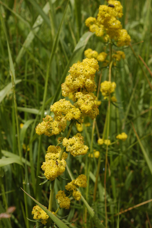 Image of Galium verum specimen.