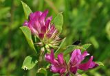 Trifolium pacificum. Верхушка цветущего растения с сидящим насекомым. Приморский край, Уссурийский гор. округ, окр. с. Монакино, сухой луг. 06.07.2015.