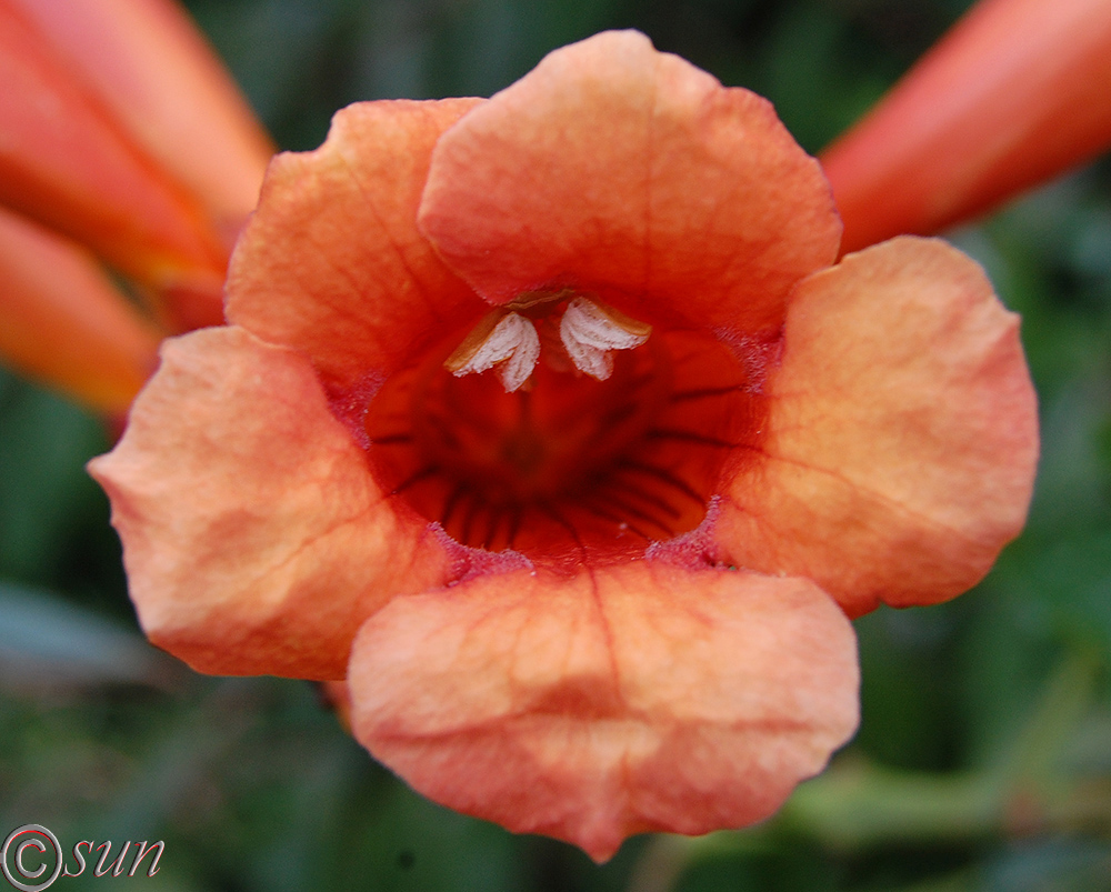 Image of Campsis radicans specimen.