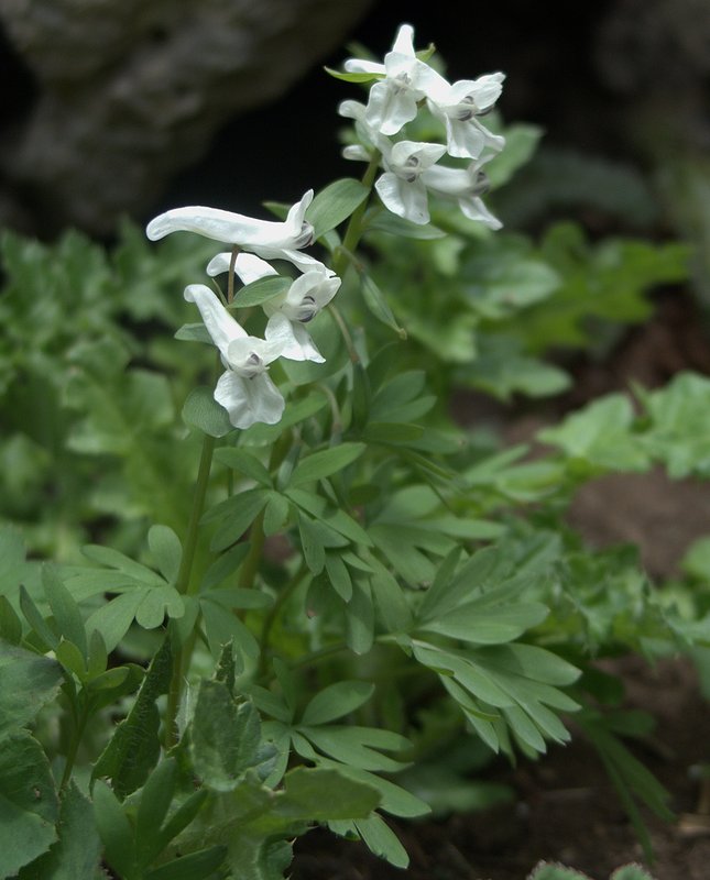 Image of Corydalis malkensis specimen.