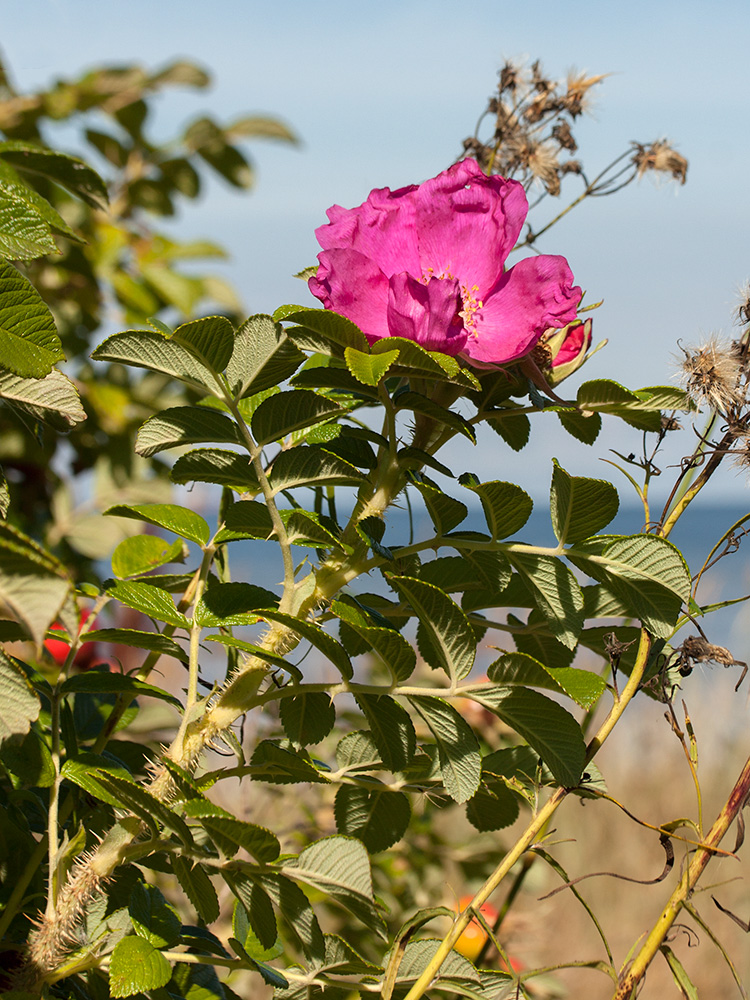 Image of Rosa rugosa specimen.