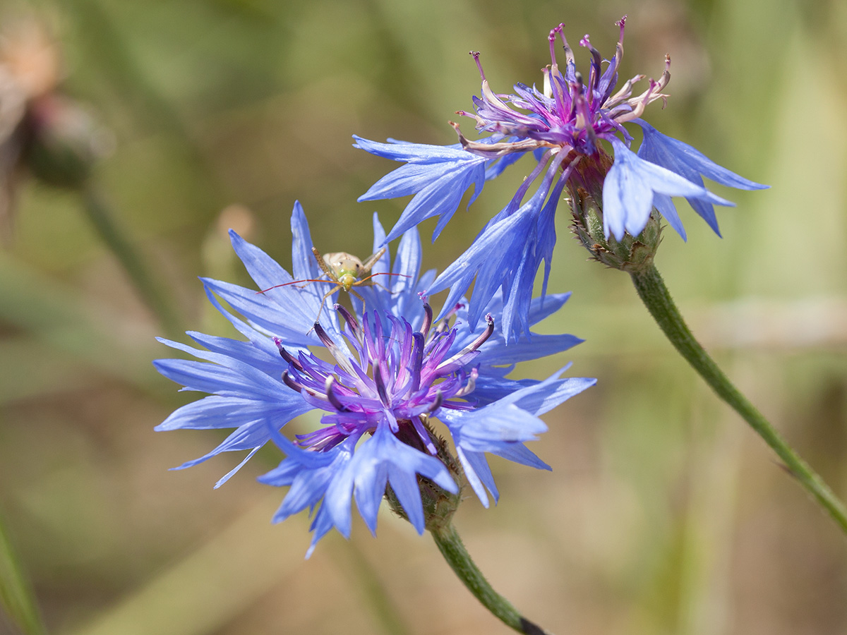 Image of Centaurea cyanus specimen.