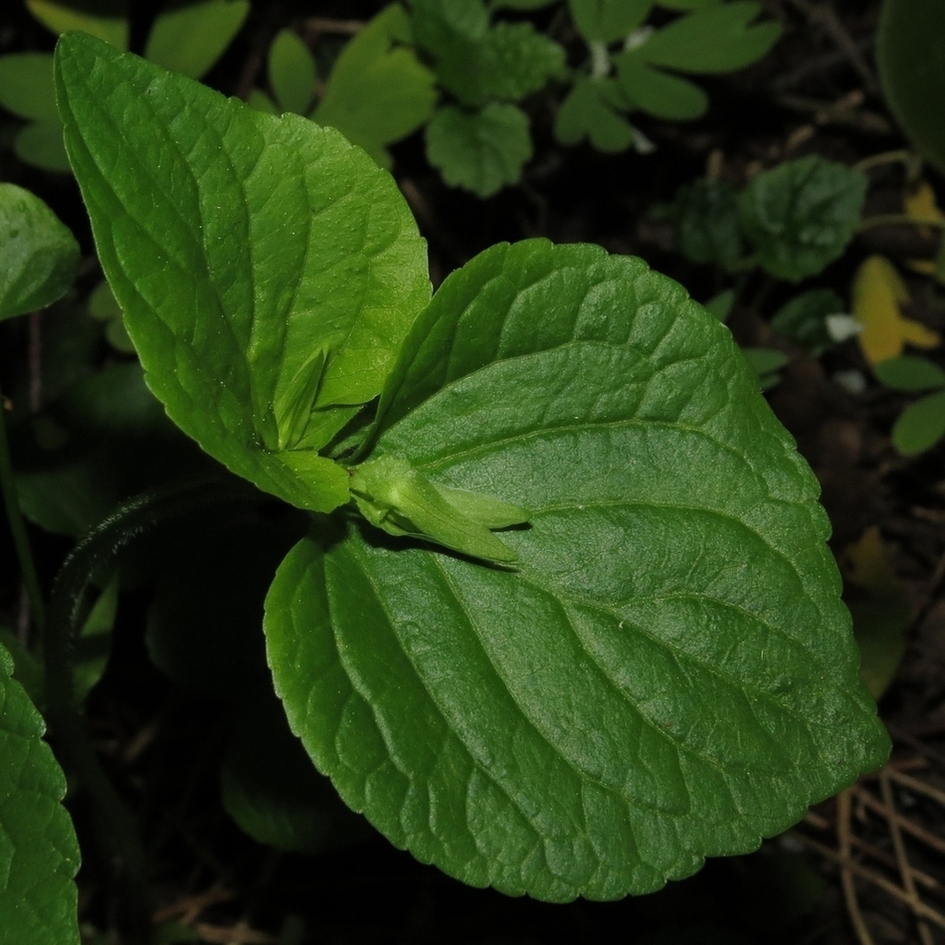 Изображение особи Viola mirabilis.