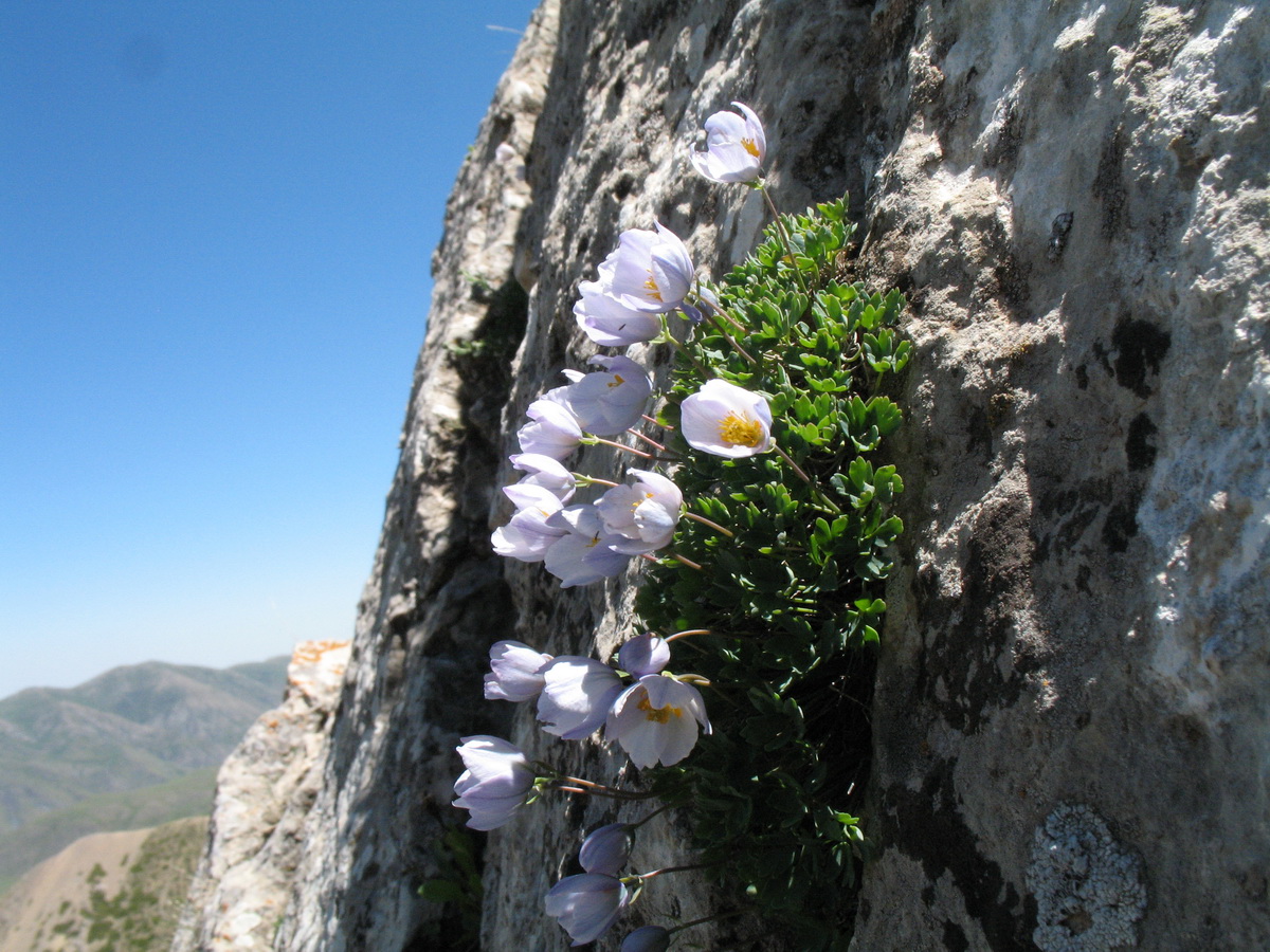 Image of Paraquilegia caespitosa specimen.