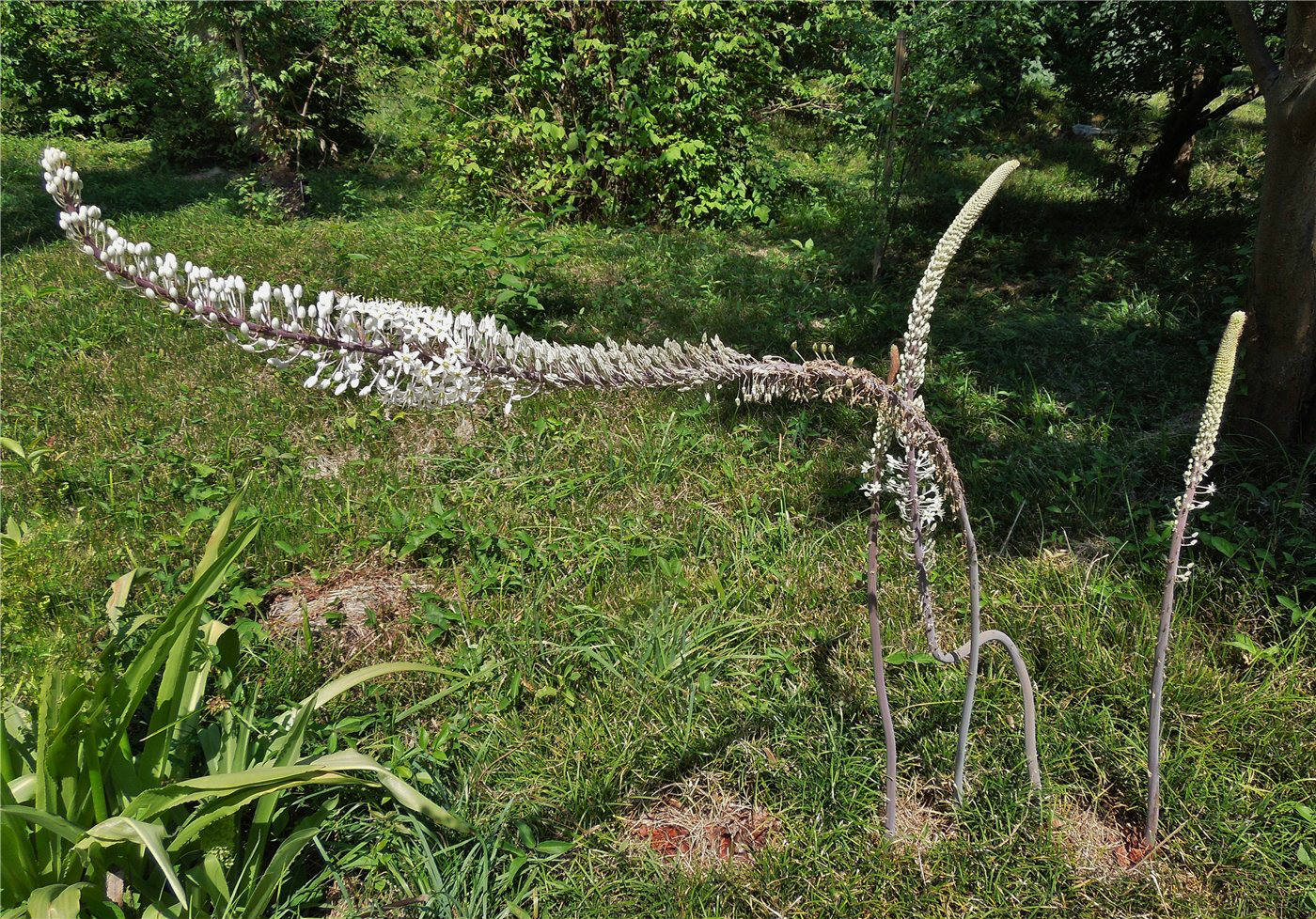 Image of Drimia maritima specimen.