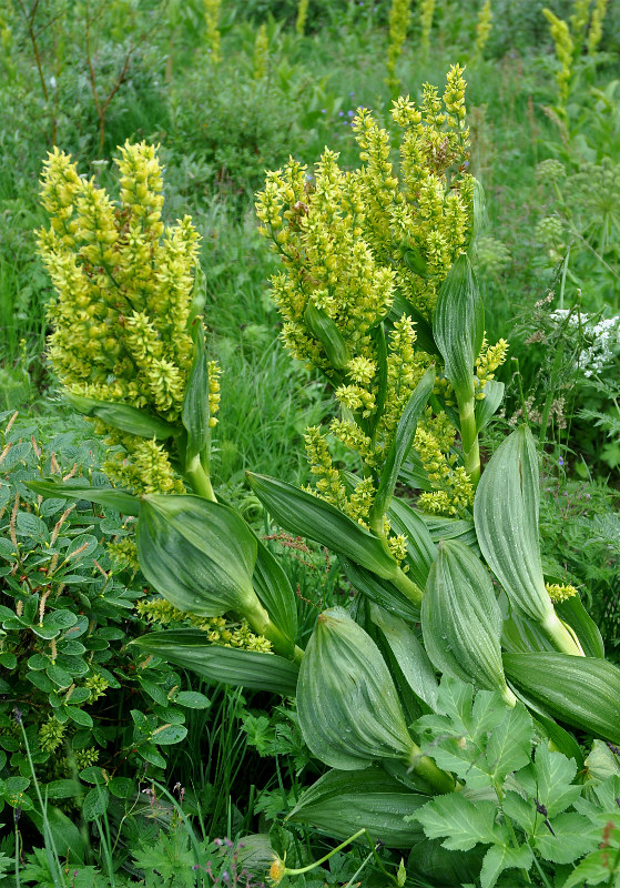 Изображение особи Veratrum lobelianum.