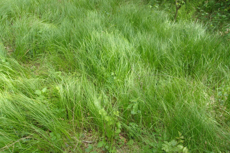 Изображение особи Carex brizoides.