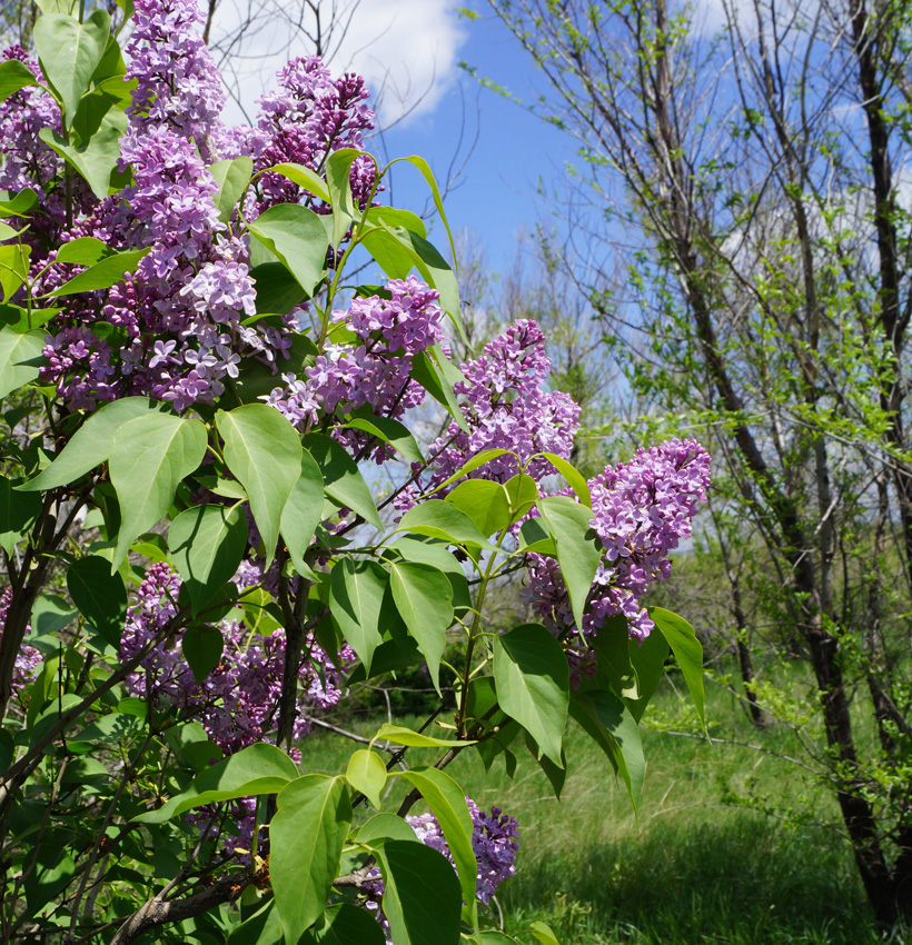 Image of Syringa vulgaris specimen.