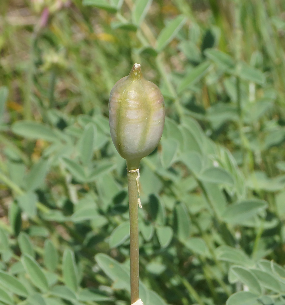 Image of Tulipa patens specimen.