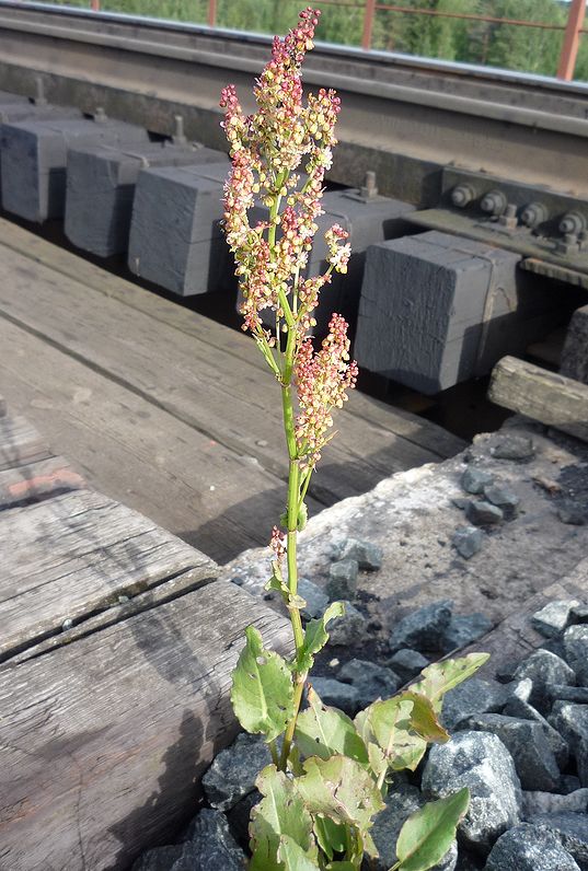 Изображение особи Rumex thyrsiflorus.