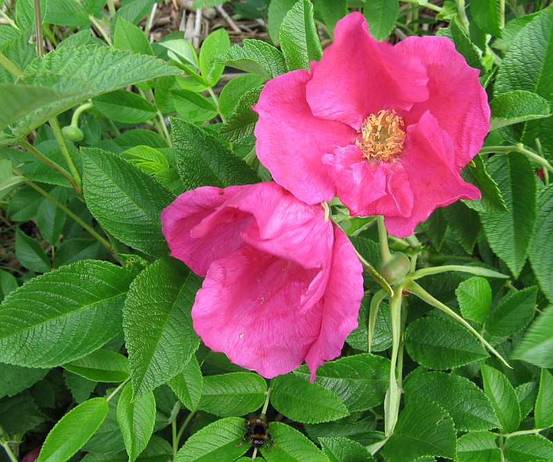 Изображение особи Rosa rugosa.