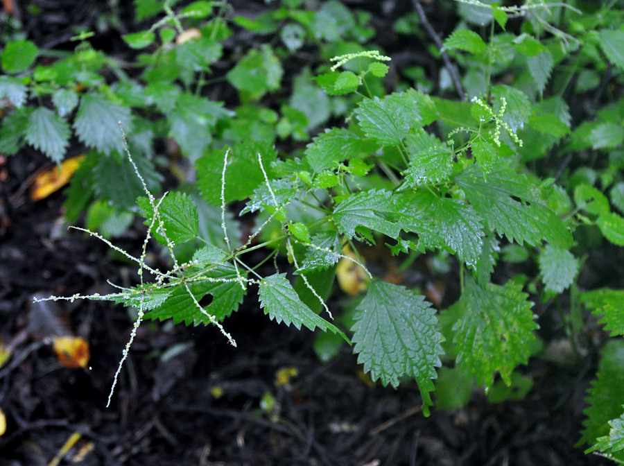 Image of Urtica laetevirens specimen.