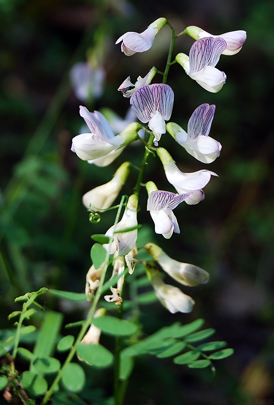 Image of Vicia sylvatica specimen.