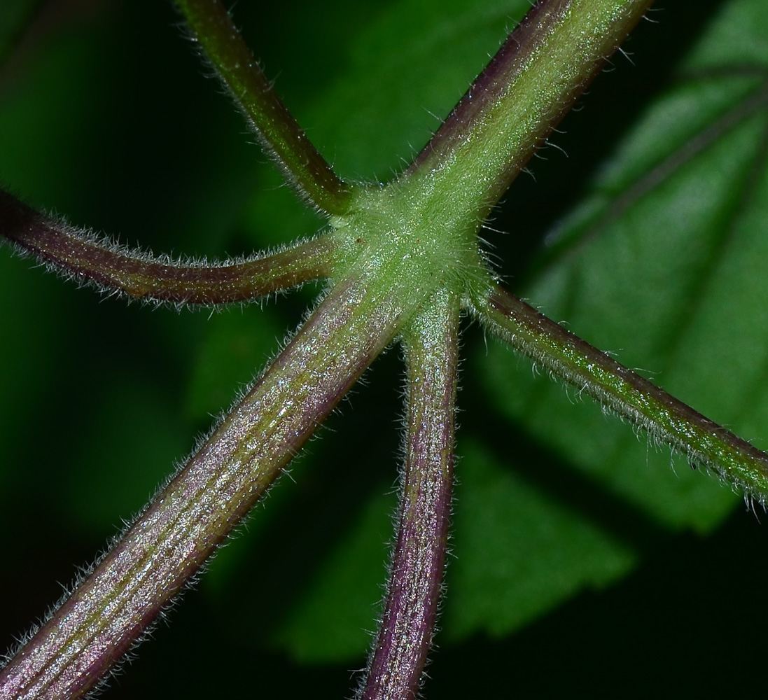 Image of genus Ocimum specimen.