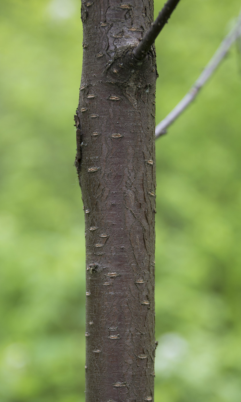 Image of Cerasus pensylvanica specimen.