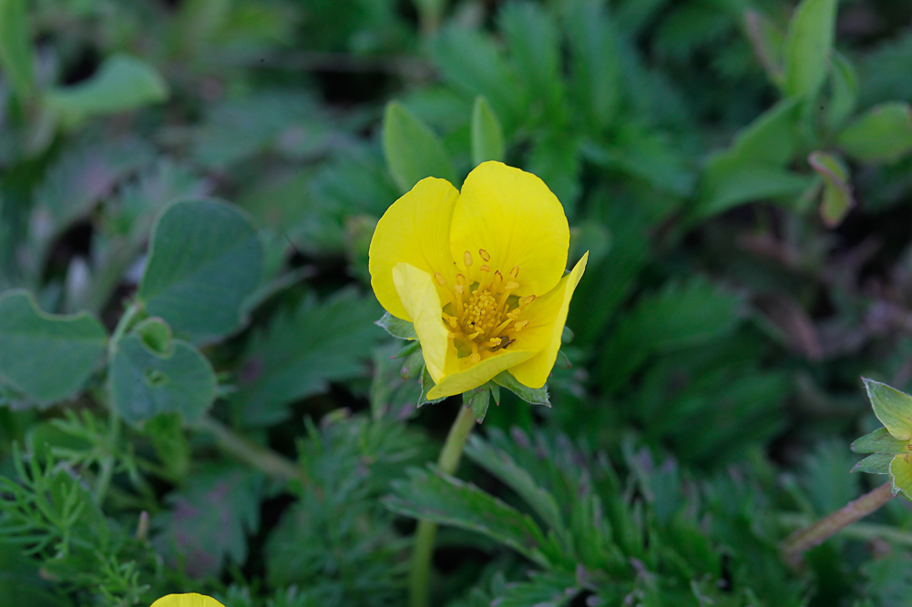 Image of Potentilla anserina specimen.