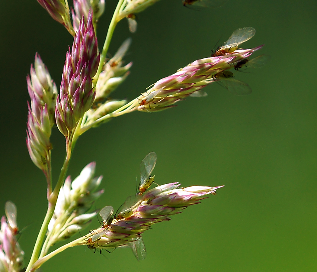 Image of Phalaroides japonica specimen.