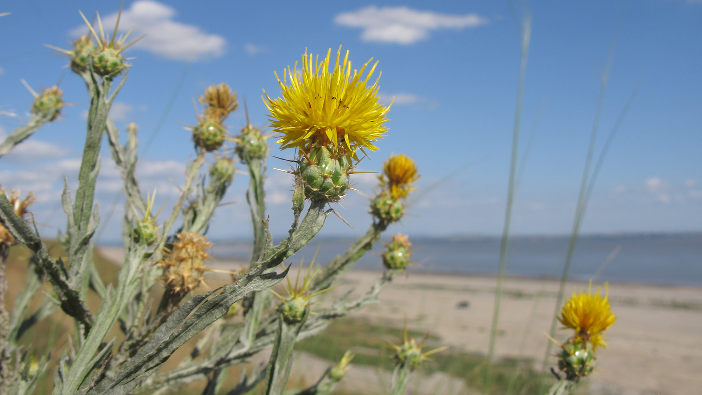 Image of Centaurea solstitialis specimen.