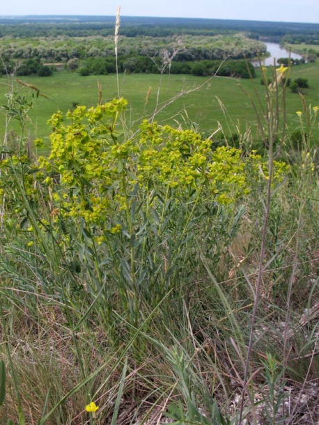 Изображение особи Euphorbia seguieriana.