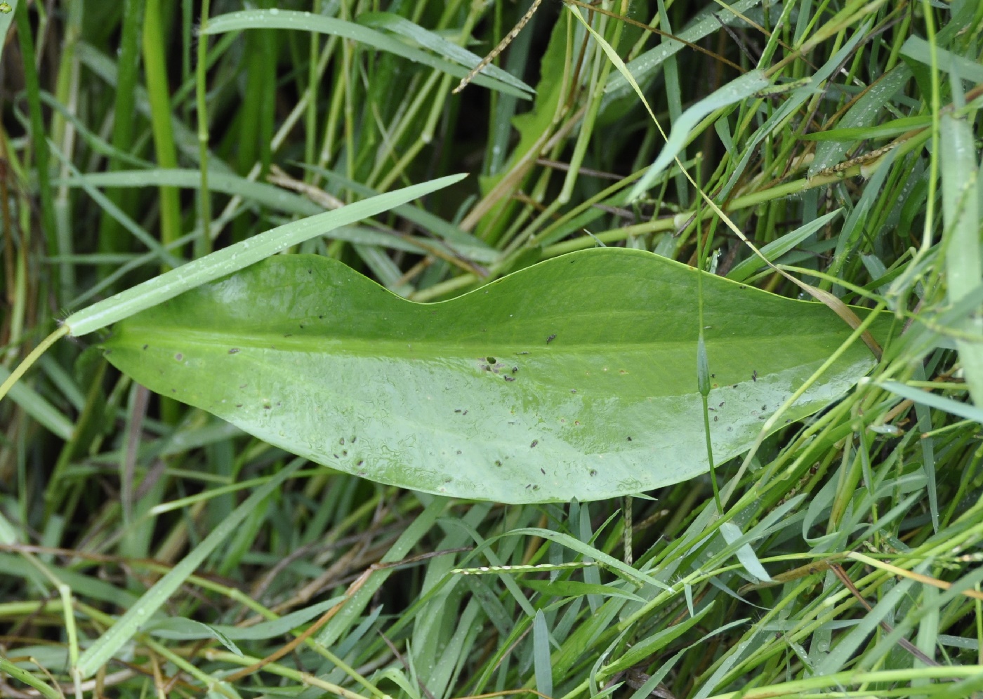 Image of Alisma gramineum specimen.