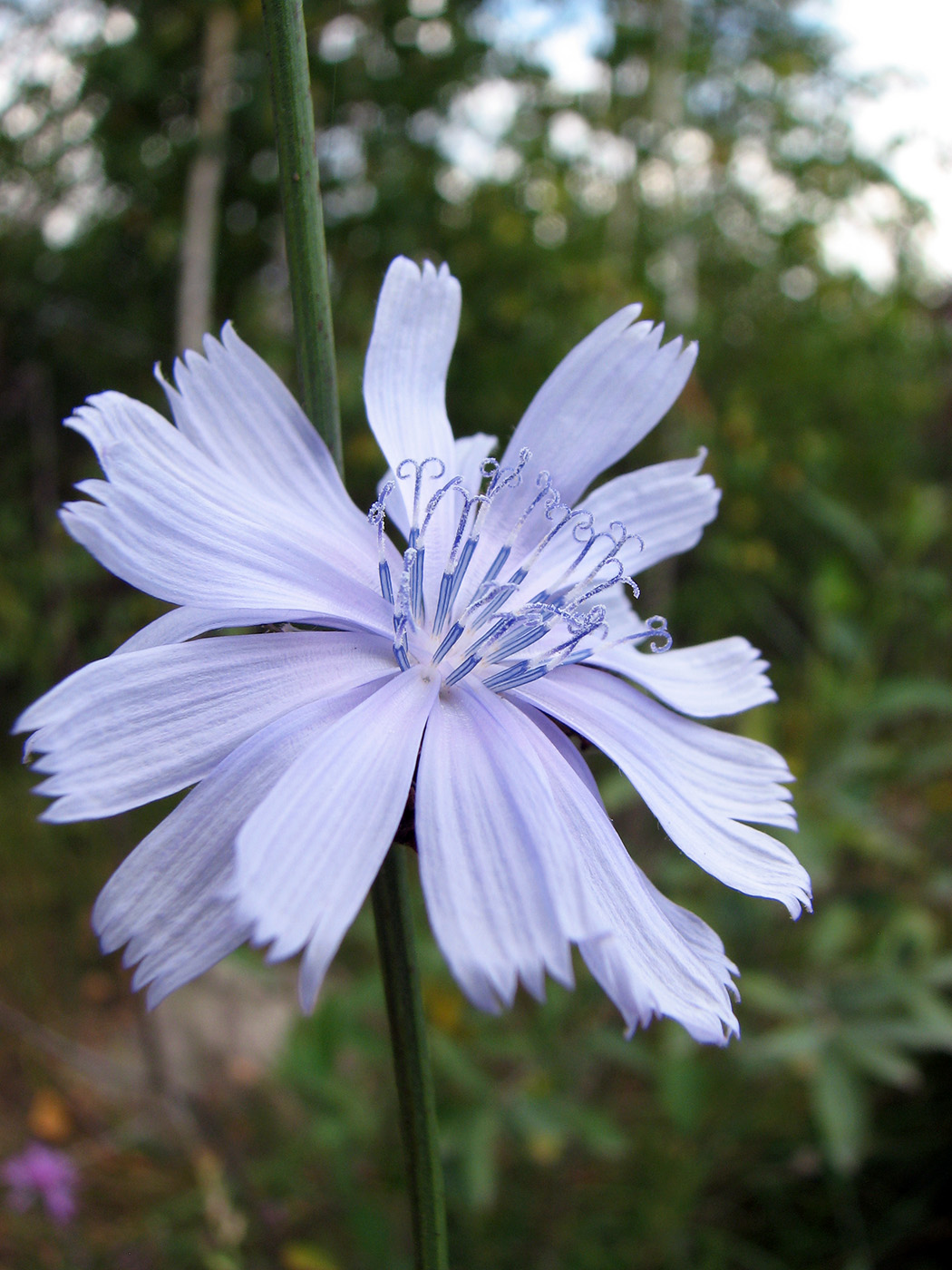 Image of Cichorium intybus specimen.