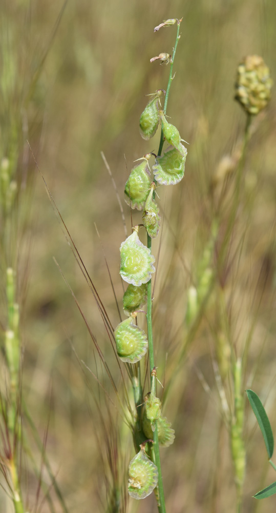 Изображение особи Onobrychis pulchella.