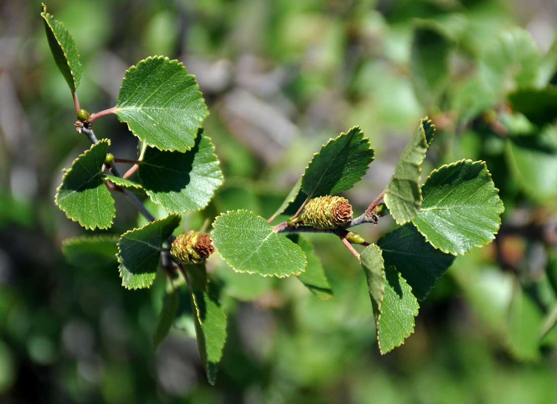 Image of genus Betula specimen.