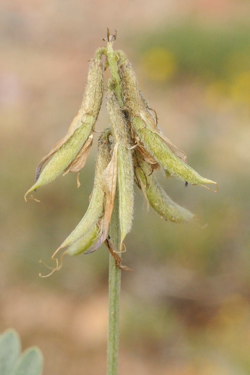 Image of Astragalus petraeus specimen.