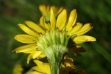 Senecio vernalis. Соцветие-корзинка (вид со стороны обёртки). Нидерланды, провинция Drenthe, национальный парк Drentsche Aa, на лугу у края велосипедной дорожки. 12 мая 2009 г.