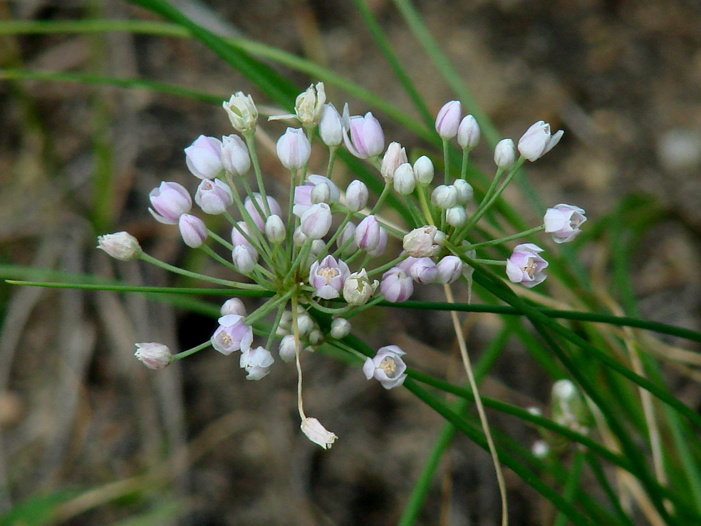 Image of Allium anisopodium specimen.