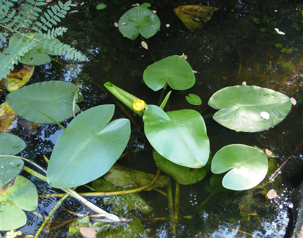 Image of Nuphar lutea specimen.