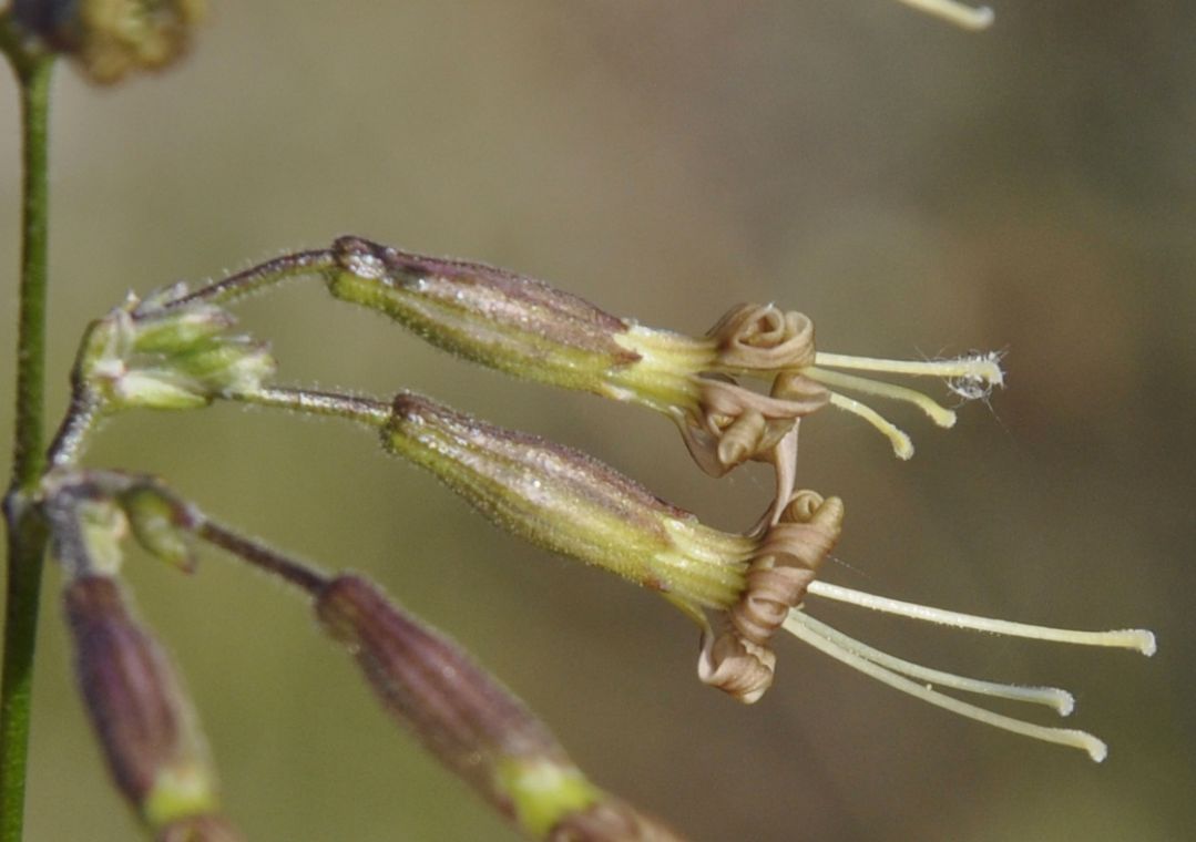 Image of genus Silene specimen.