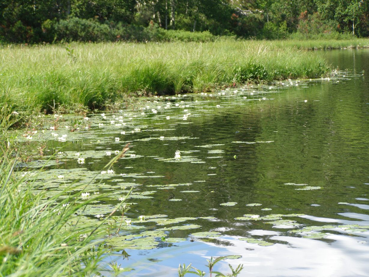 Изображение особи Nymphaea tetragona.