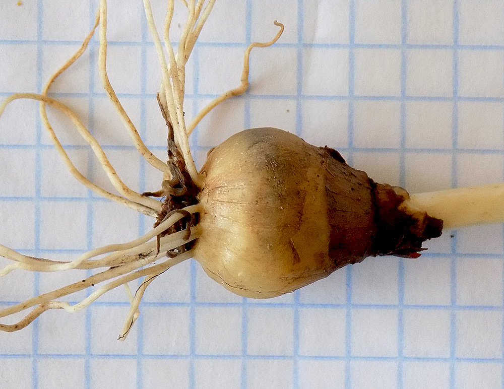 Image of Galanthus alpinus specimen.