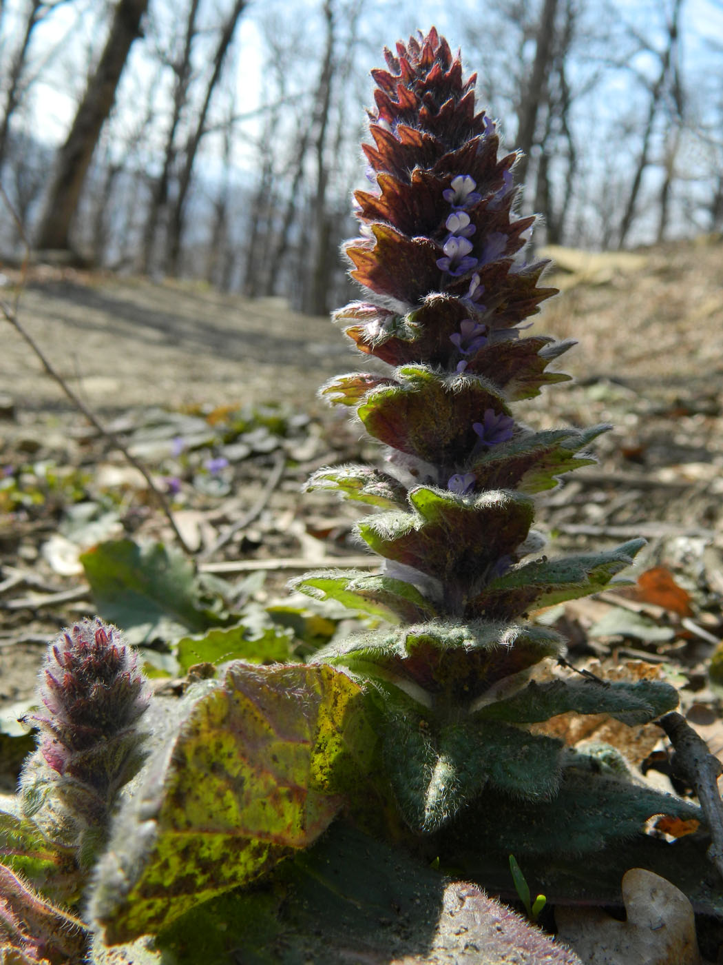 Image of Ajuga orientalis specimen.