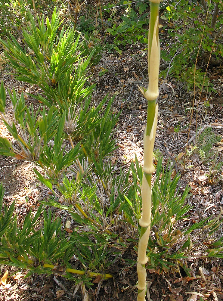 Image of Chusquea culeou specimen.